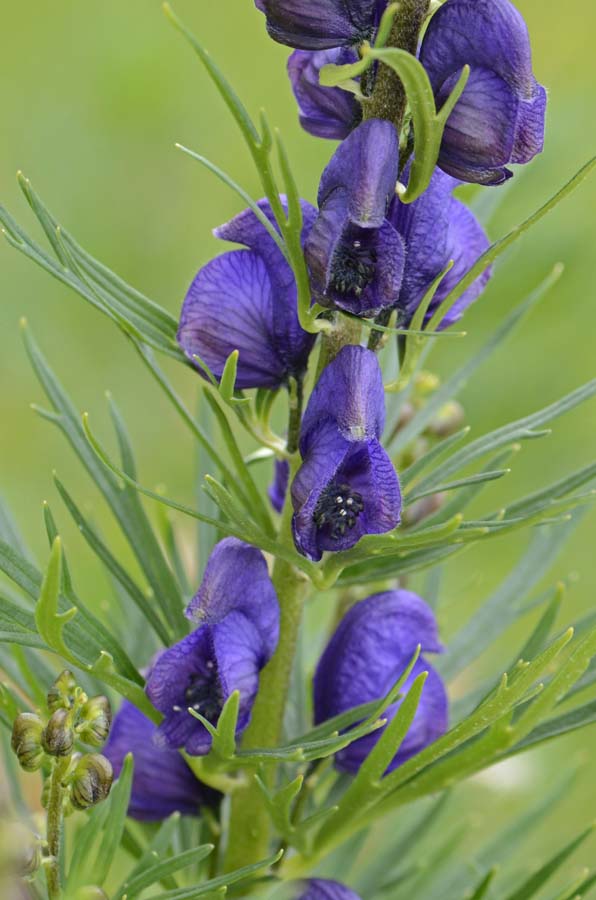 Aconitum napellus?